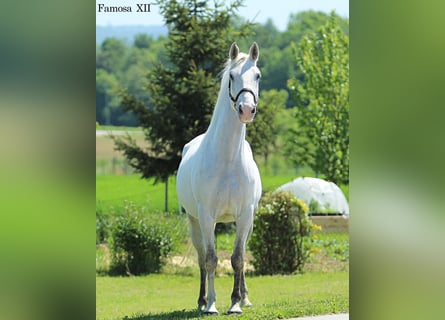 Koń lipicański, Klacz, 5 lat, 160 cm, Siwa