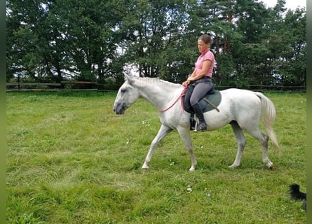 Koń lipicański, Klacz, 9 lat, Siwa
