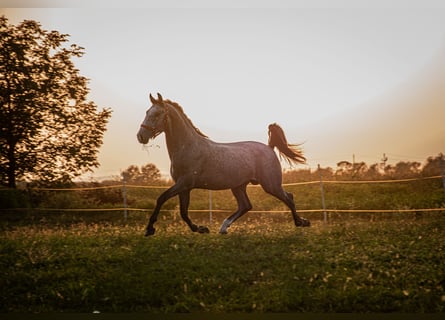 Koń lipicański, Ogier, 3 lat, 158 cm, Siwa