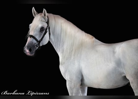 Koń lipicański, Ogier, 4 lat, 161 cm, Siwa