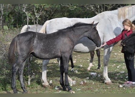 Koń lipicański, Ogier, Źrebak (04/2024), 160 cm, Siwa