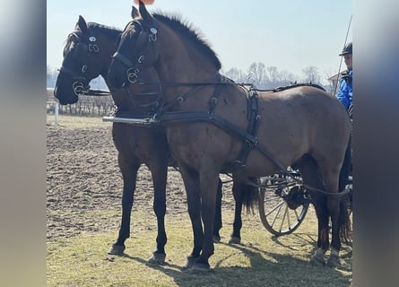 Koń lipicański, Wałach, 7 lat, 158 cm, Ciemnogniada