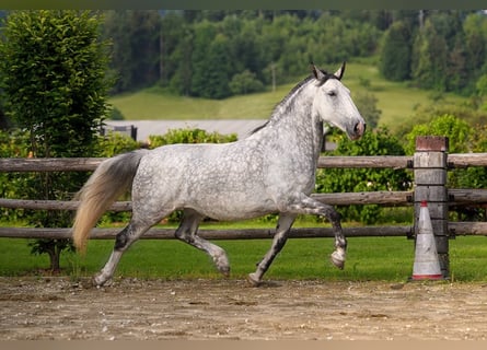 Koń lipicański, Wałach, 10 lat, 160 cm, Srokata