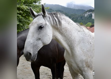 Koń lipicański, Wałach, 10 lat, 170 cm, Siwa