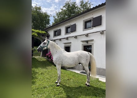Koń lipicański, Wałach, 11 lat, 164 cm, Biała