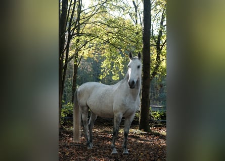 Koń lipicański, Wałach, 12 lat, 160 cm, Siwa