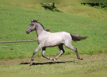 Koń lipicański, Wałach, 2 lat, 156 cm, Siwa