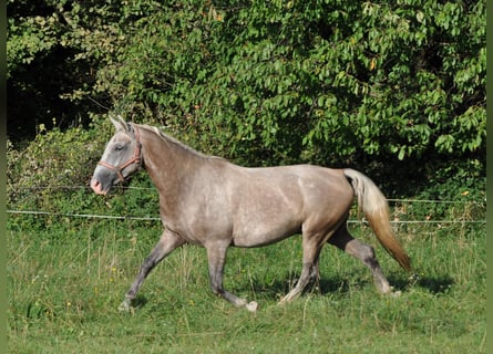Koń lipicański, Wałach, 3 lat, 147 cm, Siwa
