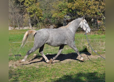 Koń lipicański, Wałach, 3 lat, 152 cm, Siwa