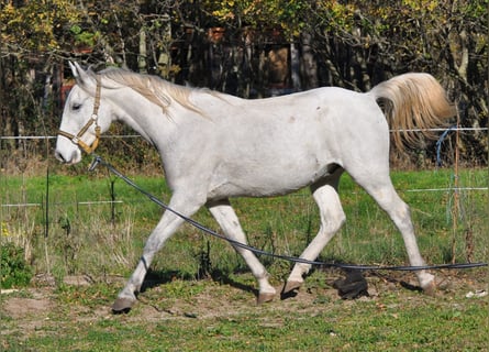 Koń lipicański, Wałach, 3 lat, 154 cm, Siwa