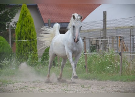 Koń lipicański, Wałach, 5 lat, 145 cm, Siwa
