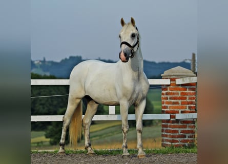 Koń lipicański, Wałach, 6 lat, 151 cm