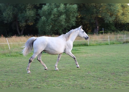 Koń małopolski, Klacz, 13 lat, 154 cm, Siwa