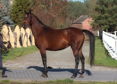 Koń małopolski, Klacz, 6 lat, 162 cm, Ciemnogniada