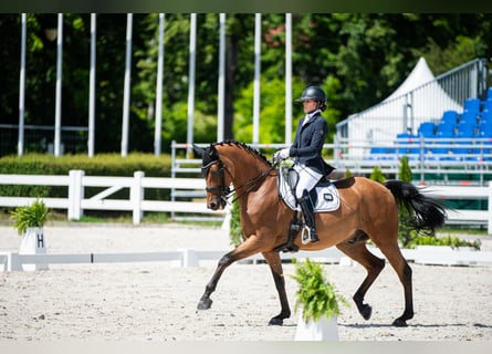 Koń małopolski, Wałach, 12 lat, 170 cm, Gniada