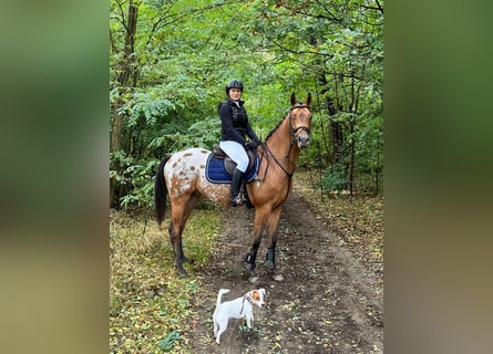 Koń małopolski, Wałach, 5 lat, 160 cm, Tarantowata