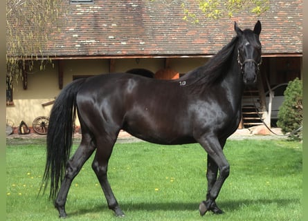 Koń małopolski, Klacz, 11 lat, 164 cm, Kara