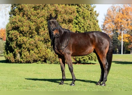 Koń małopolski, Wałach, 10 lat, 175 cm, Gniada