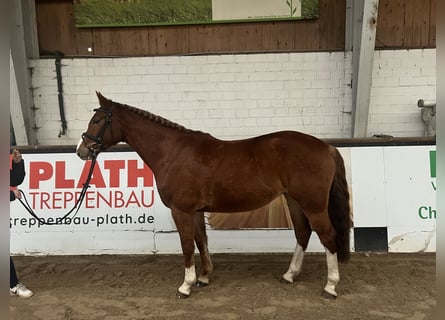 Koń meklemburski, Klacz, 4 lat, 162 cm, Kasztanowata