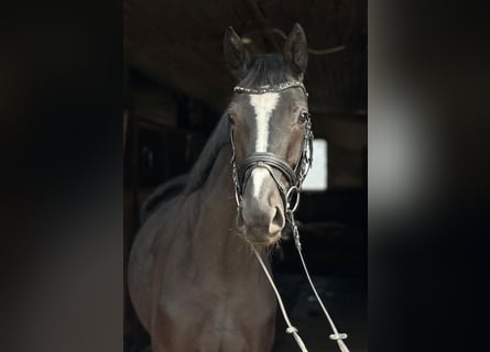 Koń meklemburski, Klacz, 4 lat, 163 cm, Kara