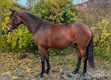 Koń meklemburski, Klacz, 4 lat, 167 cm, Ciemnogniada