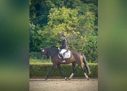 Koń meklemburski, Klacz, 4 lat, 167 cm, Skarogniada