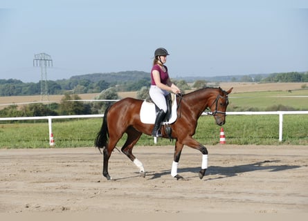 Koń meklemburski, Klacz, 4 lat, 168 cm, Gniada