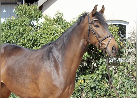 Koń meklemburski, Klacz, 5 lat, 164 cm, Gniada