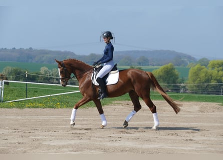 Koń meklemburski, Klacz, 5 lat, 166 cm, Kasztanowata