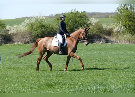 Koń meklemburski, Klacz, 5 lat, 170 cm, Kasztanowata