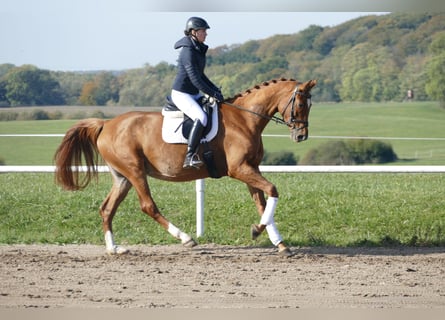 Koń meklemburski, Klacz, 8 lat, 173 cm, Kasztanowata