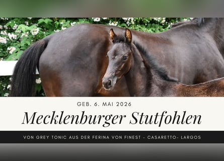 Koń meklemburski, Klacz, Źrebak (05/2026), Kara