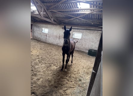 Koń meklemburski Mix, Nieznany, 1 Rok, 163 cm, Karosiwa