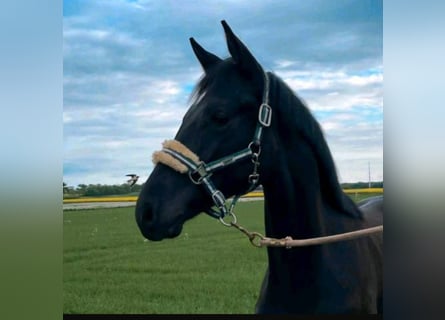 Koń meklemburski, Ogier, 1 Rok, 158 cm, Kara