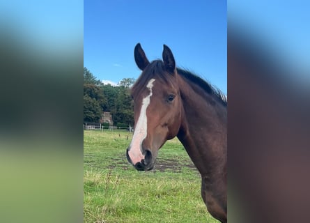 Koń meklemburski, Ogier, 3 lat, 153 cm, Ciemnogniada