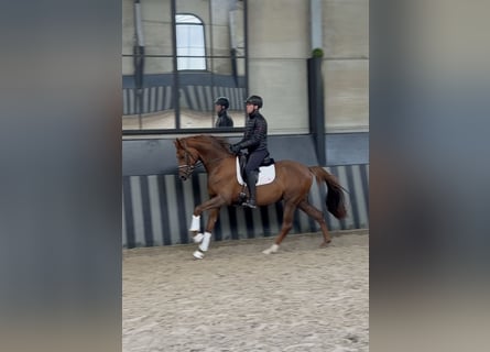 Koń meklemburski, Ogier, 3 lat, 166 cm, Kasztanowata