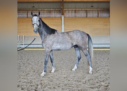 Koń meklemburski, Wałach, 3 lat, 168 cm, Siwa