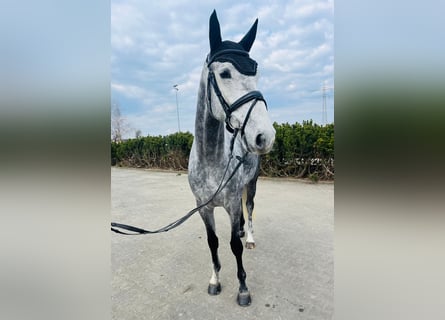 Koń meklemburski, Wałach, 6 lat, 174 cm, Siwa