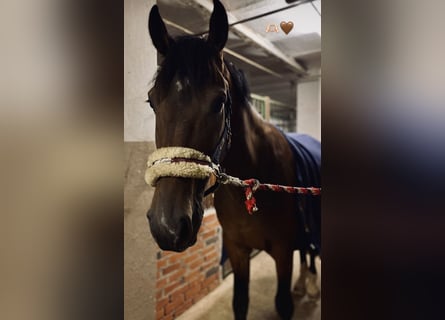 Koń meklemburski, Wałach, 7 lat, 173 cm, Ciemnogniada