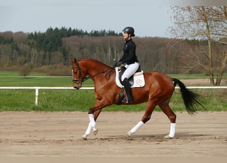 Koń meklemburski, Wałach, 4 lat, 166 cm, Gniada