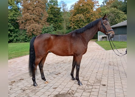 Koń meklemburski, Wałach, 5 lat, 167 cm, Gniada