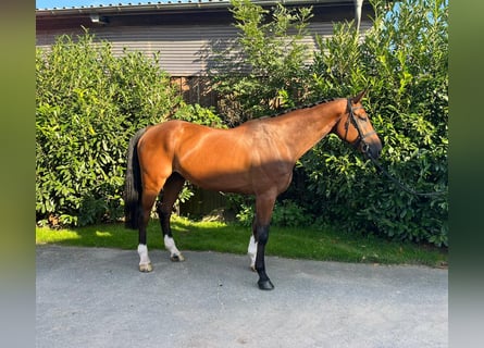 Koń meklemburski, Wałach, 5 lat, 180 cm, Gniada