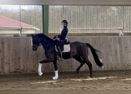 Koń meklemburski, Wałach, 6 lat, 170 cm, Ciemnogniada