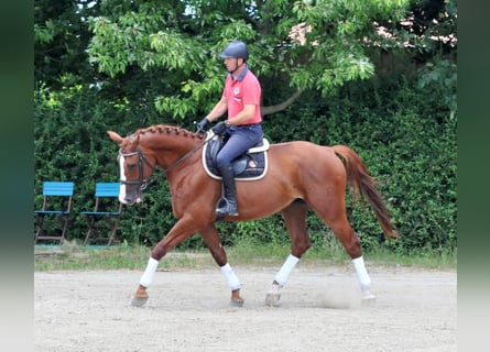 Koń meklemburski, Wałach, 6 lat, 175 cm, Kasztanowata