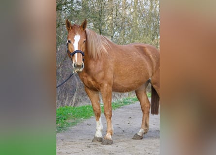 Koń oldenburski dawnego typu Mix, Klacz, 4 lat, 160 cm, Kasztanowata