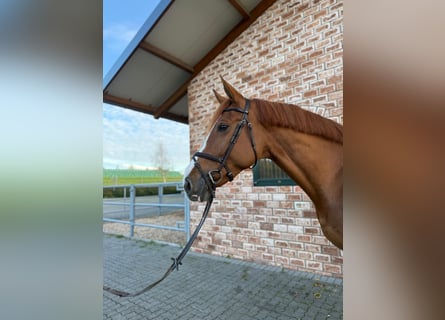 Koń oldenburski dawnego typu, Klacz, 6 lat, 175 cm, Kasztanowata