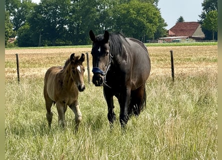 Koń oldenburski dawnego typu, Klacz, , 165 cm, Ciemnogniada