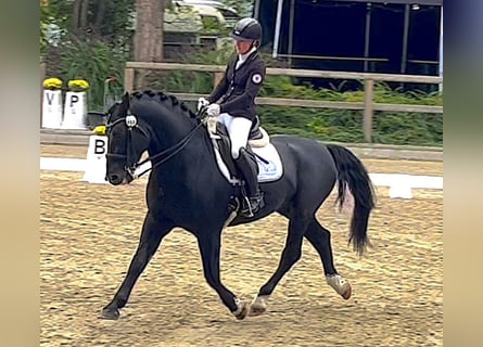 Koń oldenburski dawnego typu, Ogier, 12 lat, 164 cm, Kara