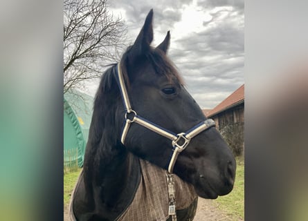 Koń oldenburski dawnego typu, Wałach, 3 lat, 161 cm, Kara