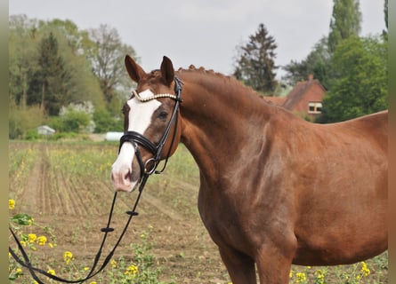 Koń oldenburski, Klacz, 10 lat, 165 cm, Ciemnokasztanowata